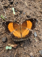 Junonia terea terea