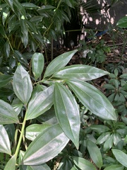 Cocculus laurifolius
