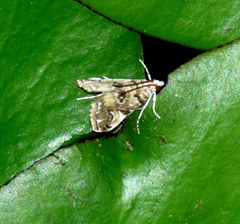 Elophila gyralis