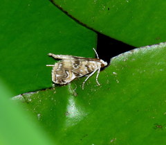 Elophila gyralis