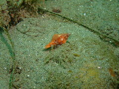 Pteropurpura