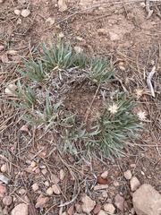 Stenotus armerioides