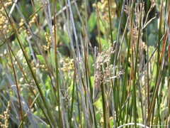 Juncus maritimus