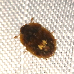 Lobiopa undulata