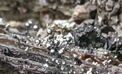 Collaria arcyrionema