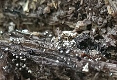 Collaria arcyrionema