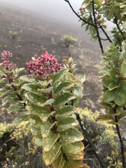 Santalum haleakalae
