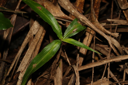 Pollia crispata (Pollia crispata)