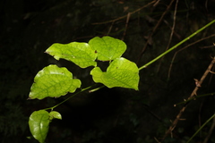 Streptothamnus moorei