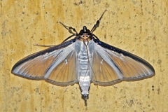 Cydalima laticostalis