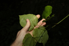 Streptothamnus moorei