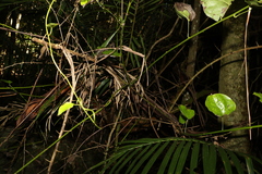 Streptothamnus moorei