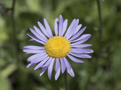 Erigeron glacialis glacialis