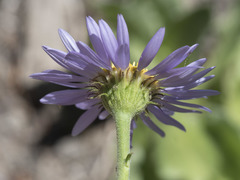Erigeron glacialis glacialis
