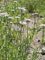 Erigeron glacialis glacialis