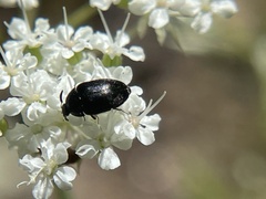 Attagenus schaefferi