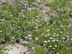 Erigeron glacialis glacialis