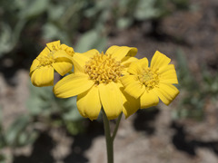 Arnica dealbata
