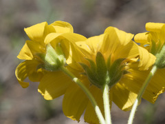 Arnica dealbata