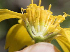 Arnica dealbata