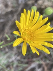 Heterotheca inuloides