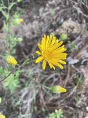 Heterotheca inuloides