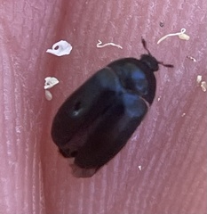 Attagenus schaefferi