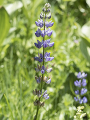 Lupinus burkei