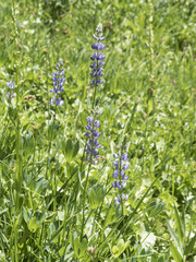 Lupinus burkei