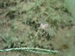 Ectopleura marina