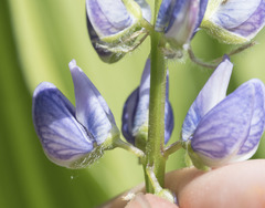 Lupinus burkei