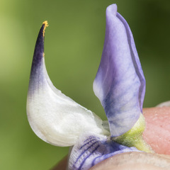 Lupinus burkei