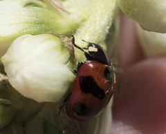 Coccinella monticola