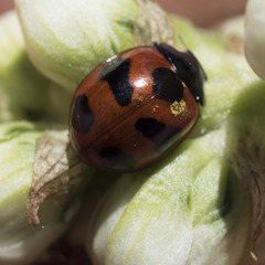 Coccinella monticola