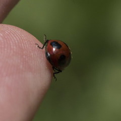 Coccinella monticola