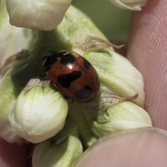 Coccinella monticola