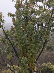Santalum haleakalae