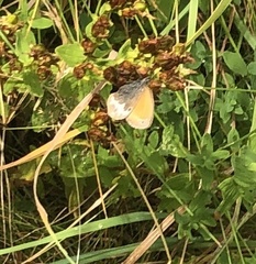 Coenonympha arcania