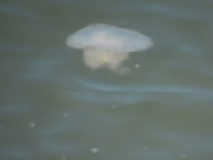 Rhopilema verrilli