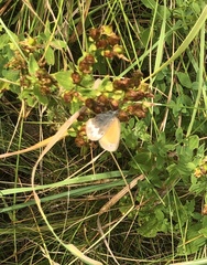 Coenonympha arcania