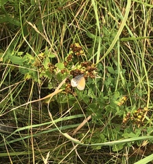Coenonympha arcania