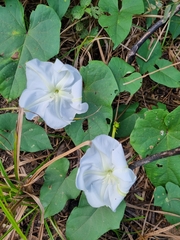 Ipomoea alba