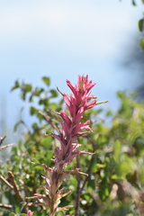 Pedicularis densiflora