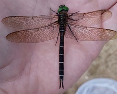 Somatochlora cingulata