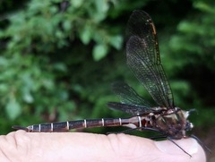 Somatochlora cingulata