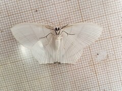 Dissoprumna erycinaria