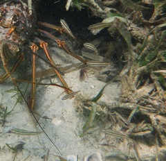 Haemulinae