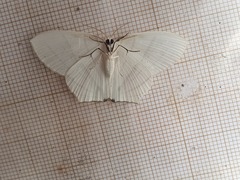 Dissoprumna erycinaria