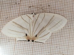 Dissoprumna erycinaria