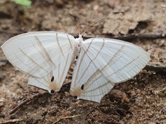 Dissoprumna erycinaria